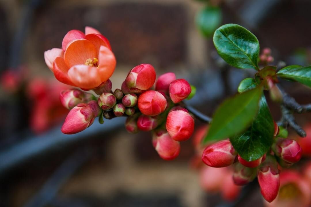 #7. Flowering quince